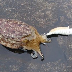 コウイカ狙いが予想外のヤリイカゲストも