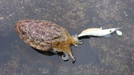 コウイカ狙いが予想外のヤリイカゲストも