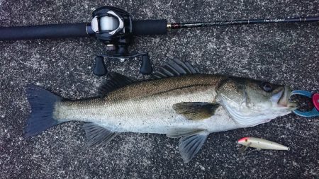 桜咲く春の湾奥キビレ&シーバス調査…