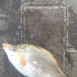 低水温期の貴重な1匹