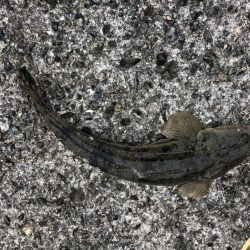 ショアタイラバ