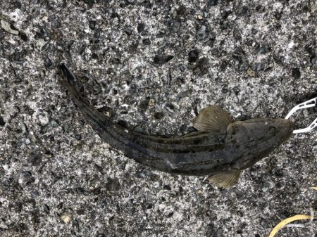 ショアタイラバ