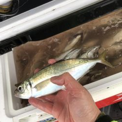 アジ溜まり発見！ギガアジが入れ食い。まさにアジ無双！！