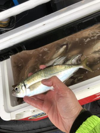 アジ溜まり発見！ギガアジが入れ食い。まさに…