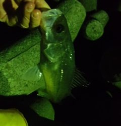 フロートでメバル