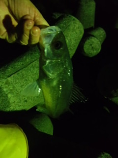 フロートでメバル