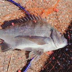 黒鯛　爆釣　海は大荒れ