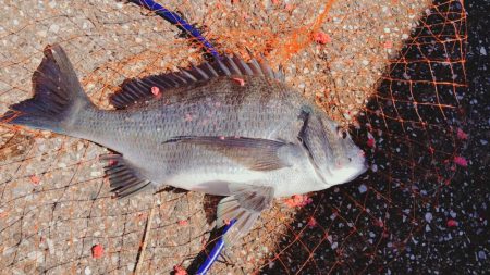 黒鯛　爆釣　海は大荒れ