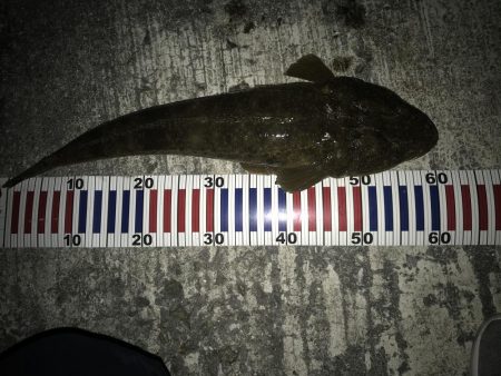 メバル調査のはずがまさかの