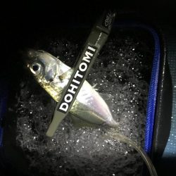 久々淡路アジング 遠征