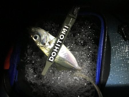 久々淡路アジング 遠征