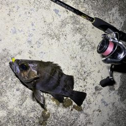 しぶしぶのしぶ