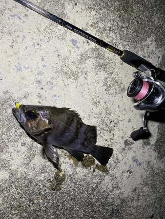 しぶしぶのしぶ