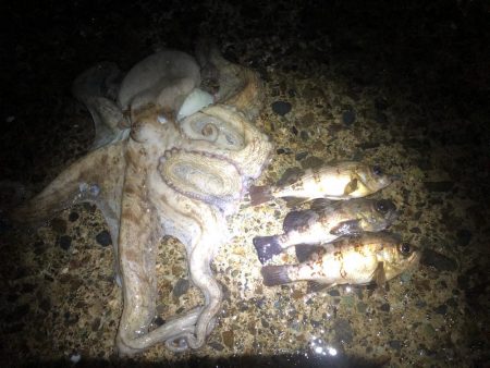 メバリングでまさかのタコ