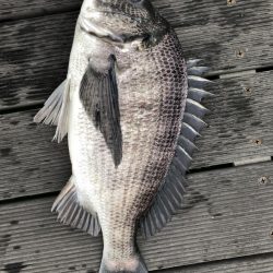 イチノ兄弟、釣果!