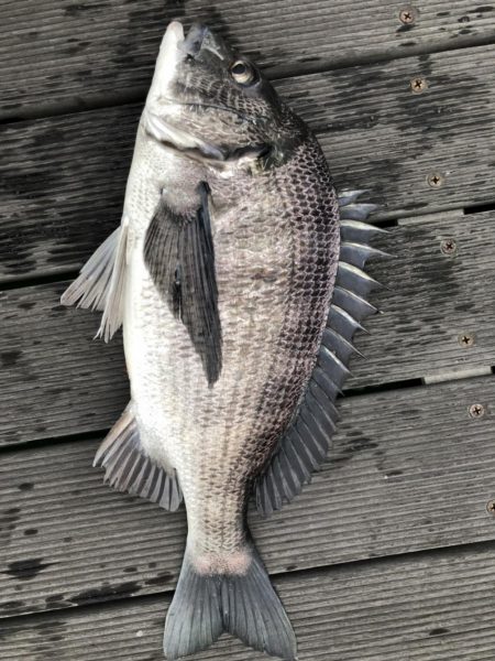 イチノ兄弟、釣果!