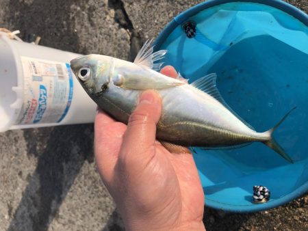 舞洲でカゴ釣り