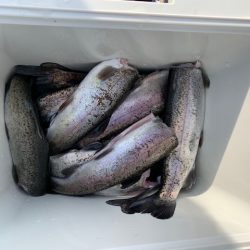 芥川マス釣り場