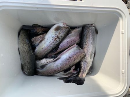 芥川マス釣り場