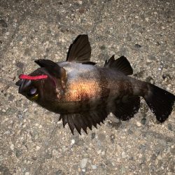 メバル　ツ抜け