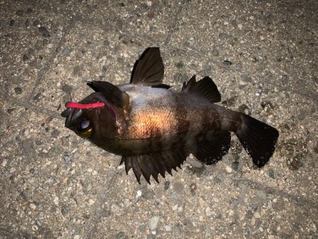 メバル　ツ抜け