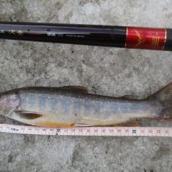 渓流釣り解禁後の初釣行