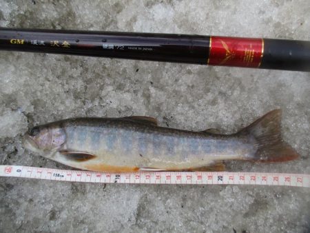 渓流釣り解禁後の初釣行