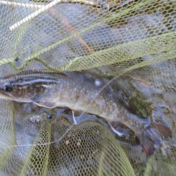 千代川支流の渓谷にて