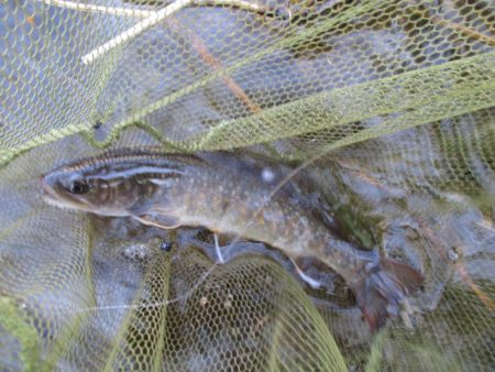 千代川支流の渓谷にて