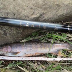 地元の渓谷にて、尺手前の岩魚