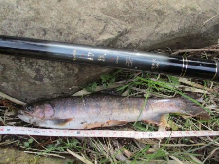 地元の渓谷にて、尺手前の岩魚