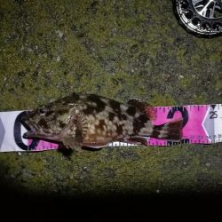 南港へち釣行 (2020/03/01 南港ヘチ釣り 真チヌ(48cm)ガシラ(21cm) 釣果有り)