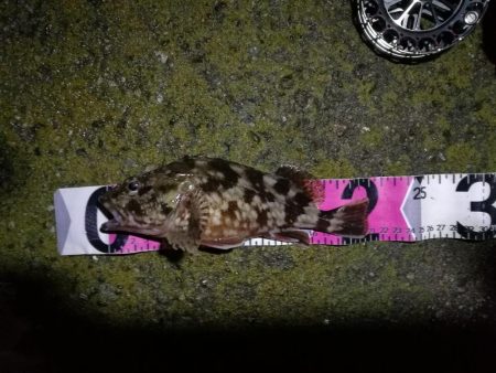 南港へち釣行 (2020/03/01 南港ヘチ釣り 真チヌ(48cm)ガシラ(21cm) 釣果有り)