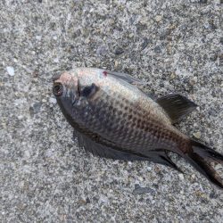 初めての小島漁港 快晴