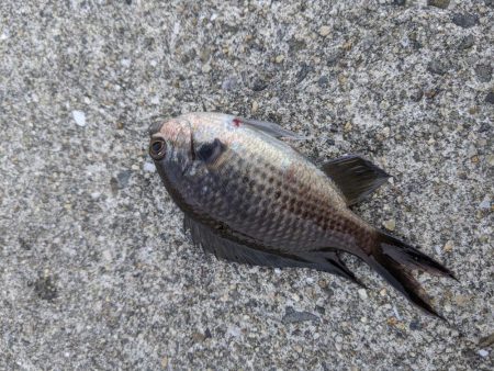 初めての小島漁港 快晴