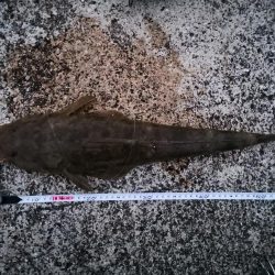 メタルマルでマゴチ