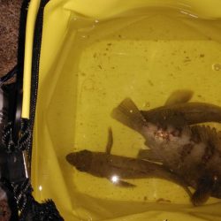 ニュータックルにて