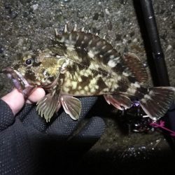 南港へち釣行 （2020/03/08 南港ヘチ釣り　真チヌ（46.5cm）ガシラ 釣果有り）