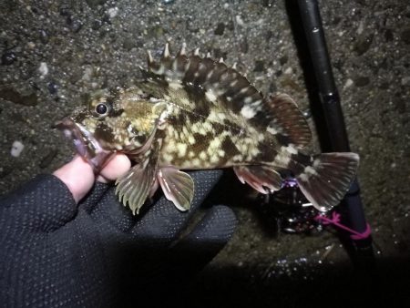 南港へち釣行 （2020/03/08 南港ヘチ釣り　真チヌ（46.5cm）ガシラ 釣果有り）