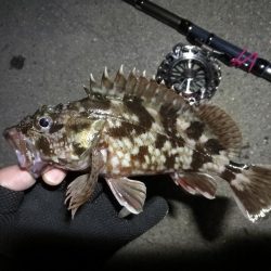 南港へち釣行 （2020/03/07 南港ヘチ釣り　キビレチヌ（44cm）ガシラ 釣果有り）