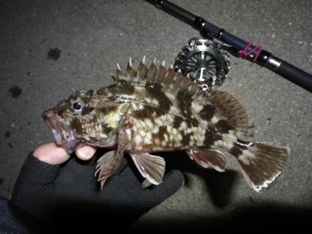 南港へち釣行 （2020/03/07 南港…