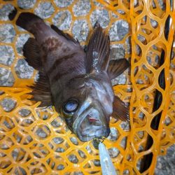 プラグでメバル