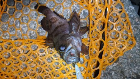 プラグでメバル