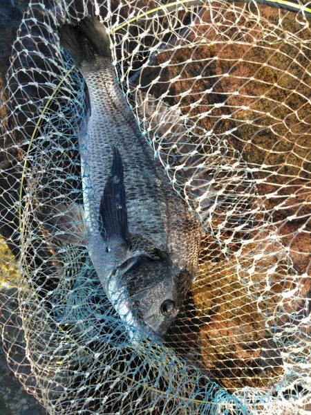 フカセが一番・・面白いです・・チヌ・・