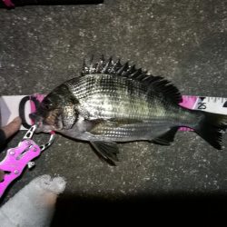 南港へち釣行 （2020/03/13 南港ヘチ釣り　キビレチヌ（45.5cm）真チヌ（30.5cm） 釣果有り）