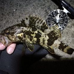 南港へち釣行 (2020/03/14 南港ヘチ釣り 真チヌ(43cm)タケノコメバル、ガシラ 釣果有り)