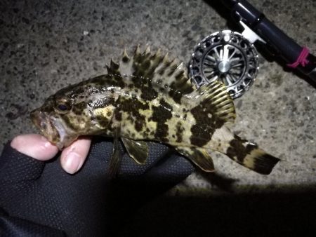 南港へち釣行 (2020/03/14 南港ヘチ釣り 真チヌ(43cm)タケノコメバル、ガシラ 釣果有り)