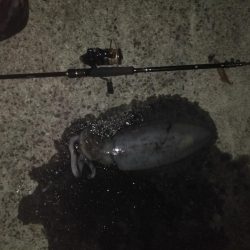 初春のキロアップ