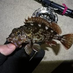 南港へち釣行 (2020/03/15 南港ヘチ釣り キビレチヌ(40cm)ガシラ 釣果有り)