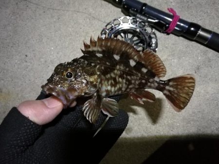 南港へち釣行 (2020/03/15 南港ヘチ釣り キビレチヌ(40cm)ガシラ 釣果有り)